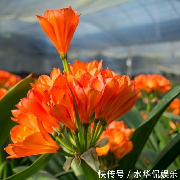 马上过年，君子兰出来花苞没有开，三个小方法，让它快速开花