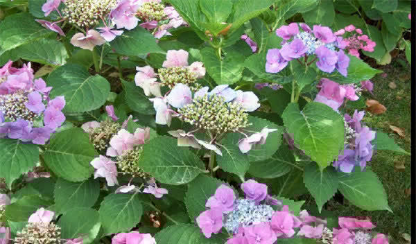 紫红色|3种花太漂亮了，开花超级多，能开成花墙，养护容易，南北都能种