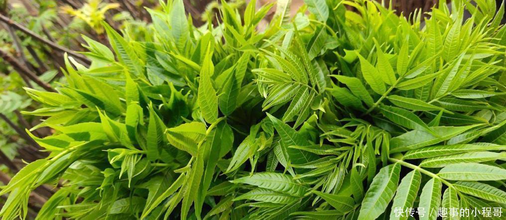 香椿芽|同是香椿,紫叶和绿叶有什么不同?原来差别这样大,以后别买错了