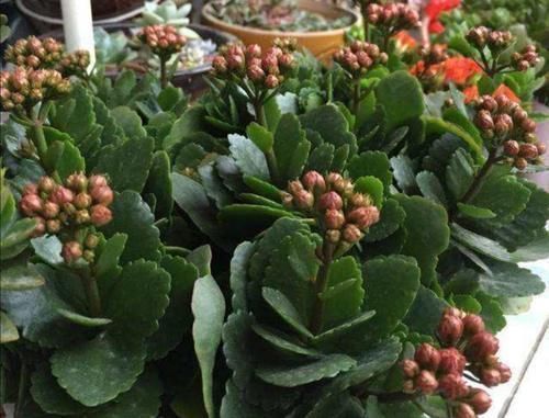 植株|什么花都养不好,就养2种花,开花漂亮,养护简单