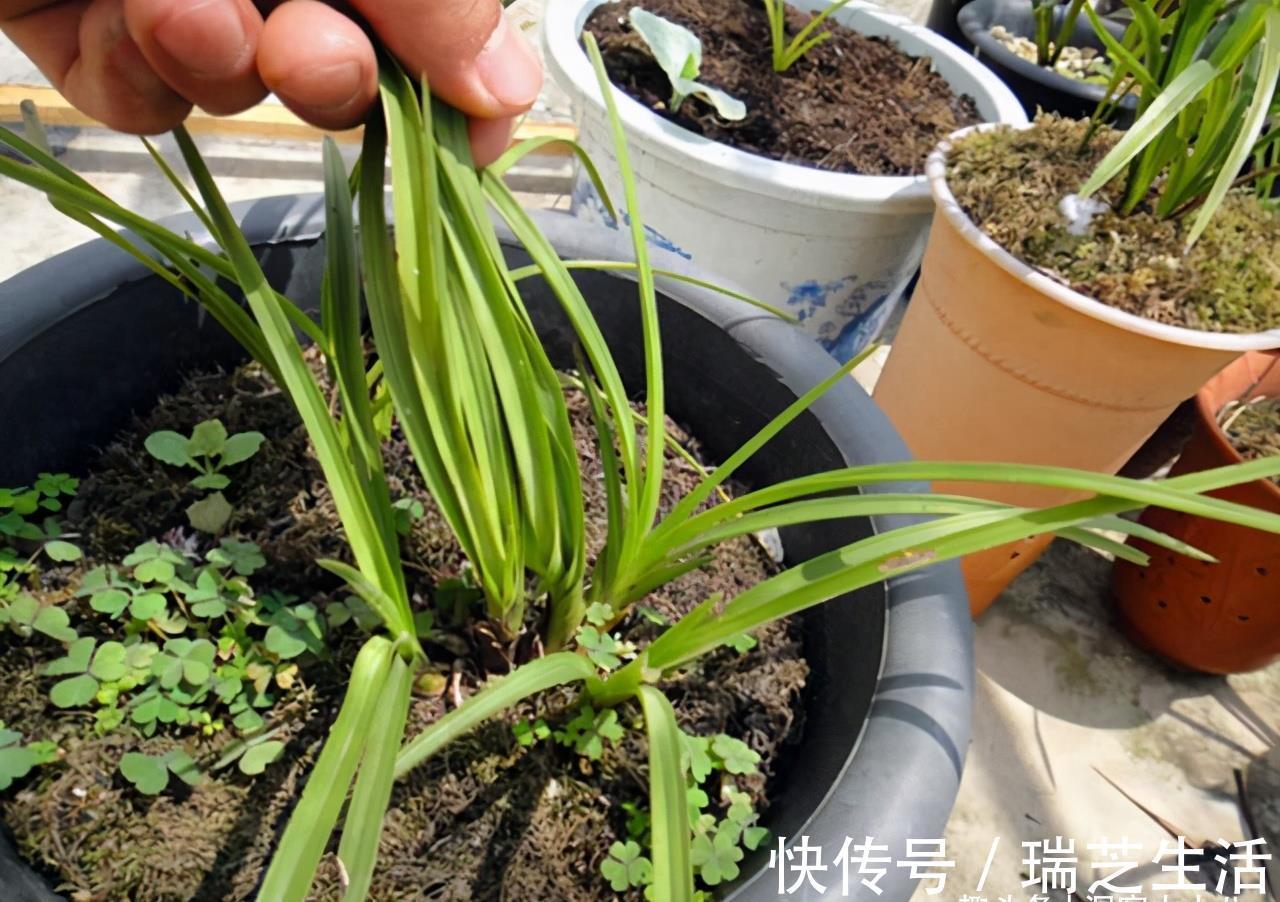 发黄|兰花释放三个求救信号，赶紧翻盆，动作慢“有隐患”容易收空盆