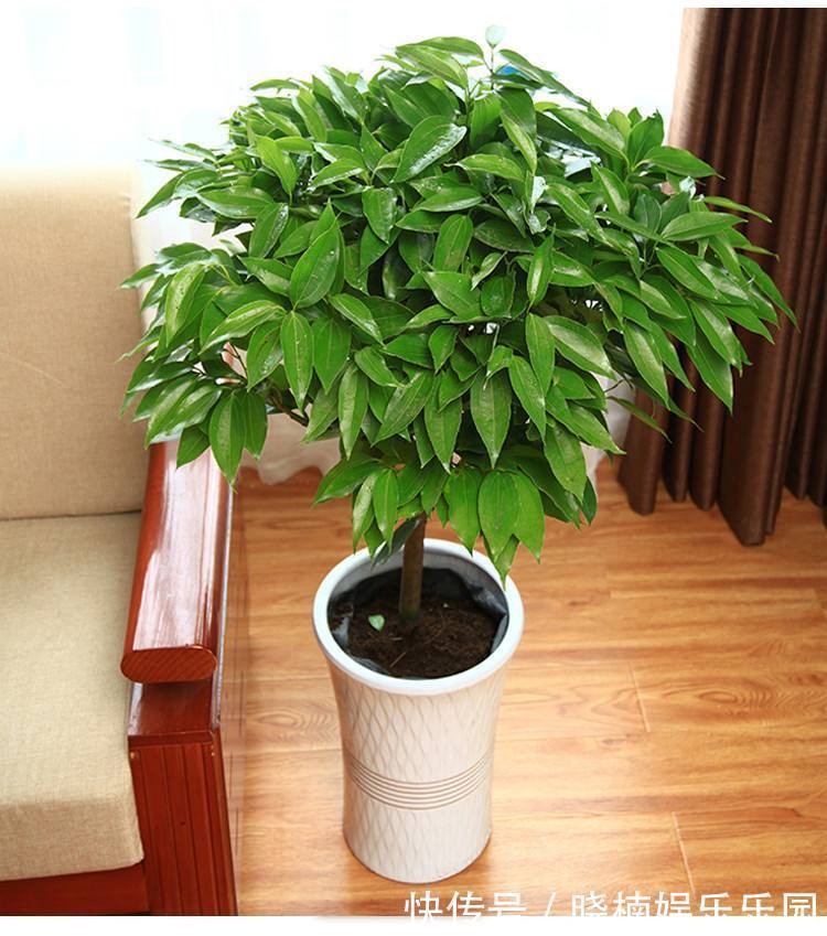 客厅见树,后代富足,7种“吉利树”,随便养一盆,养人又旺家