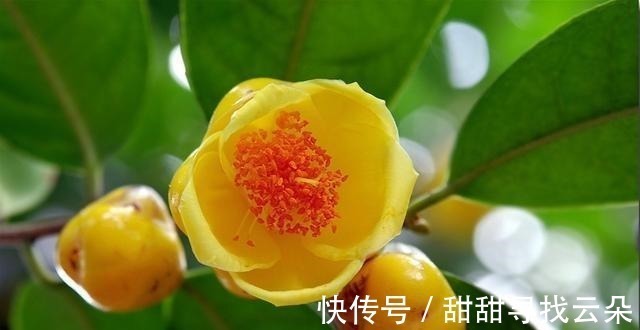 它被誉为“植物大熊猫”,花色金黄,营养丰富,观赏食用两不误!