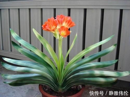 君子兰是个小馋猫,入秋后多用这3种零食,当花肥开花多