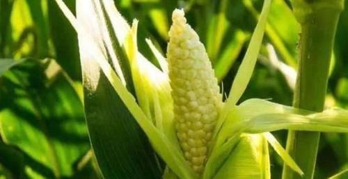 女性|女性不愿老太快,坚持吃3种食物,营养丰富,改善体质,好处多多