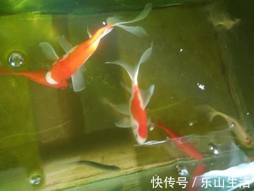 鹦鹉鱼|60鱼缸三条10厘米草金,一张滤棉养三年,这样的情况也很正常