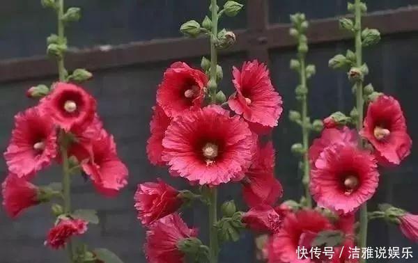 阳台|夏天养花就要养它们,放在阳台狠狠晒,天天开成小花园!