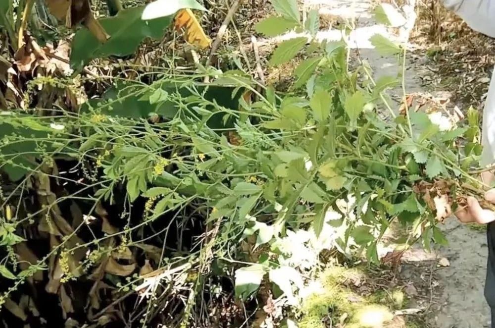 野菜|全身有刺,但请珍惜它,既是美味野菜又是药材,市场10元一斤