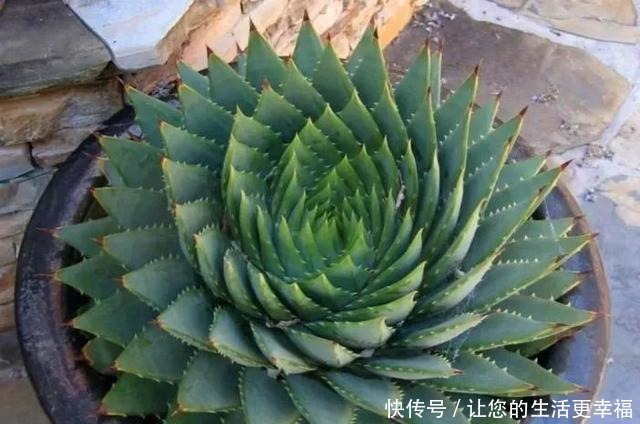 芦荟养了50年，一盆能卖一万多，越老越值钱，你见过吗！