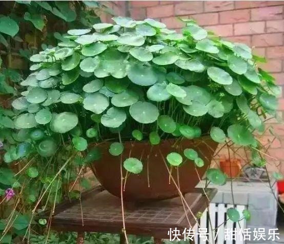 最命硬的6种花,30天不浇水,照样开花不断,1盆能活好几年