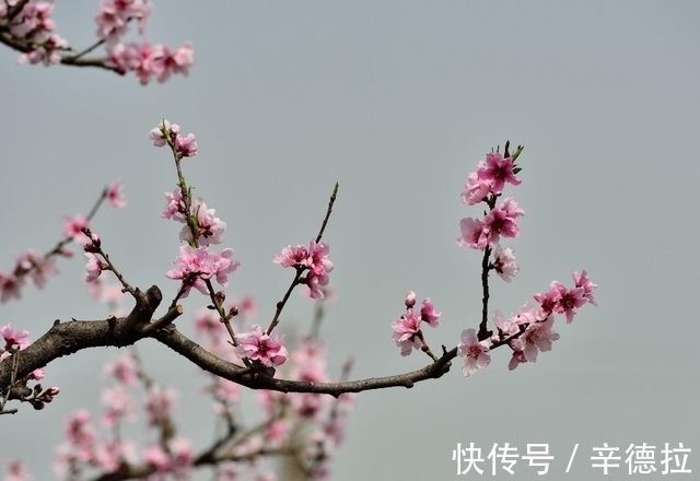 桃花|7月，缘分和桃花随风而来，爱情依旧努力向前的4大属相