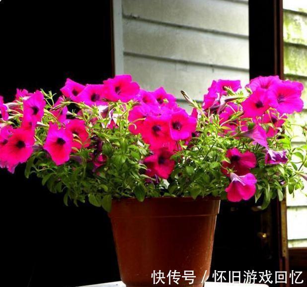 养花是一门艺术,聪明人养花有专门的技巧,怪不得养的那么好