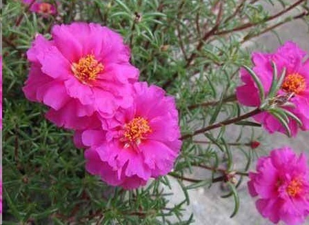 光照|7种一年四季开花的植物,阳台养一盆,天天有花看!