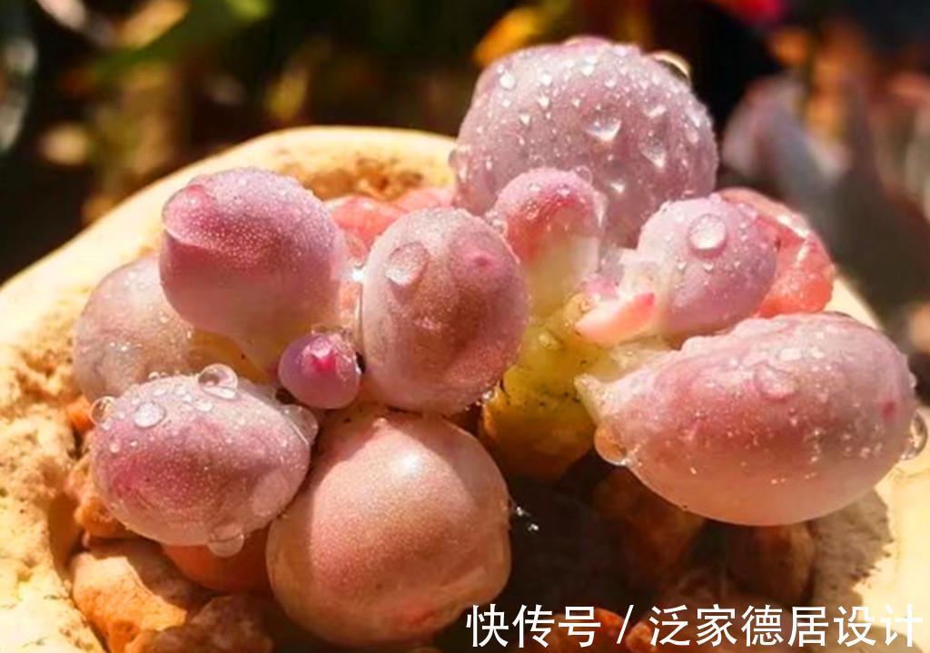 叶片|一众多肉中，桃蛋是心中最痛，因为真难养，还好有这些品种取代它