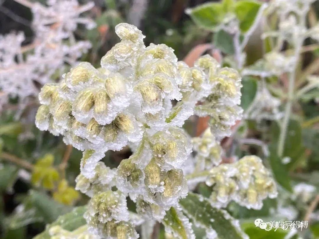 记忆 ｜寒潮再次来袭，还记得前几天的雪吗？