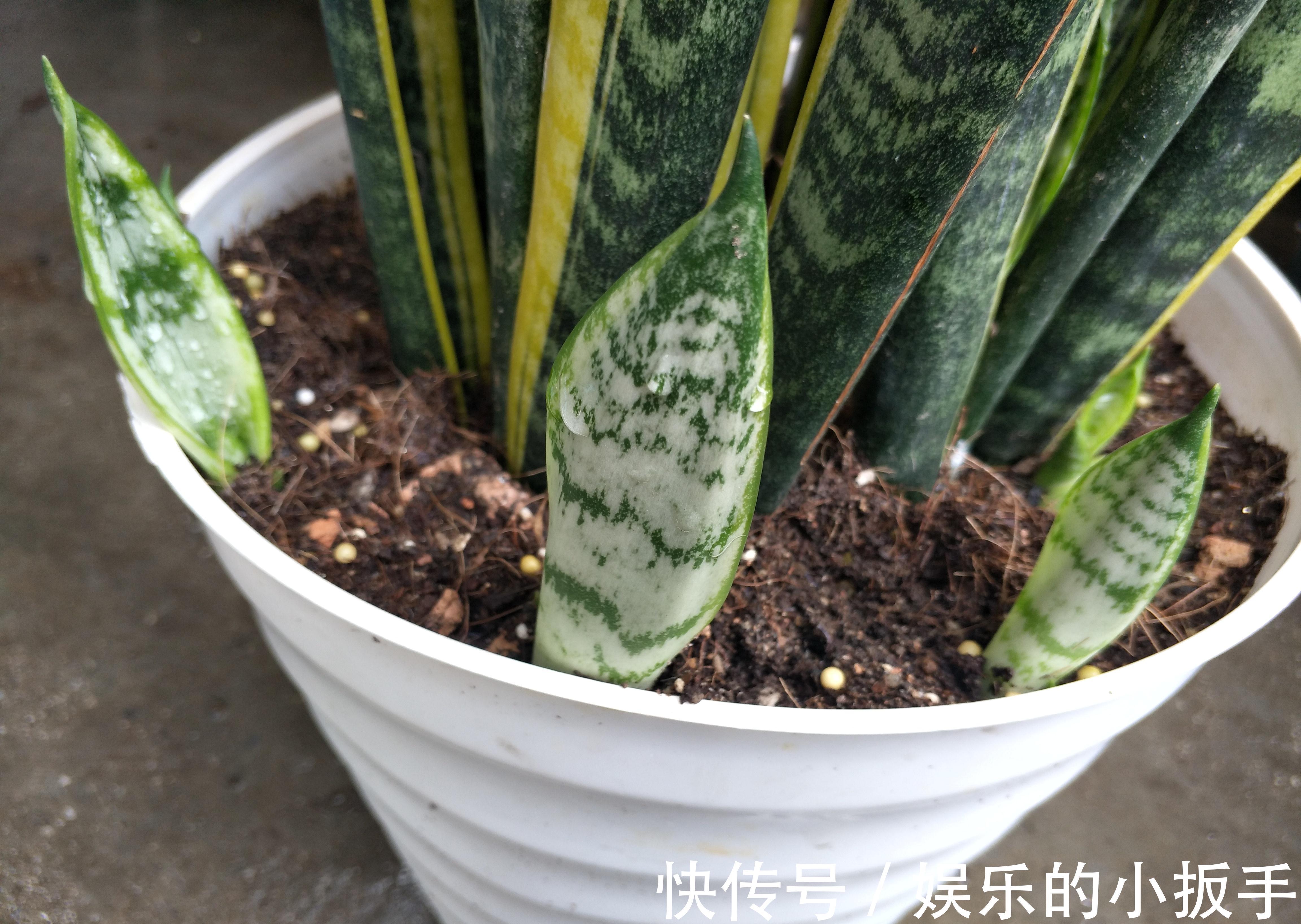 虎皮兰不冒小芽长势慢,改善养殖方法,出芽多,一盆变多盆