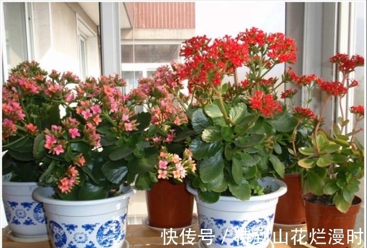 入秋后长寿花瘦了怎么办?给它喂“3种猛料”,10天长成小胖墩