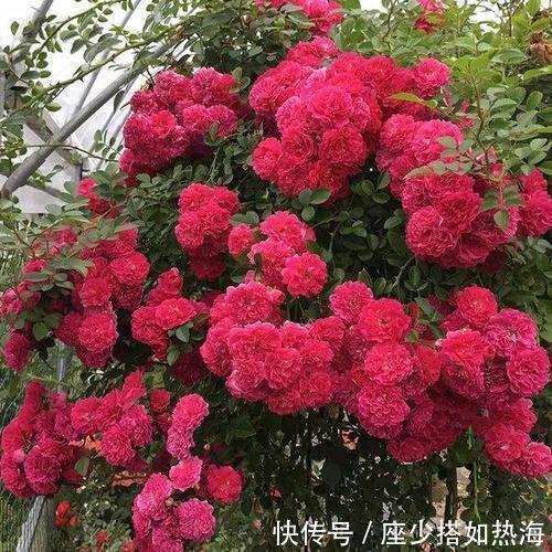 家里有个小露台,养上2棵红木香,一次开花100朵