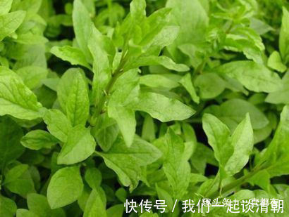 功效|农村人常吃些珍贵野菜，具有抗癌、抗肿瘤、增强免疫力等功效