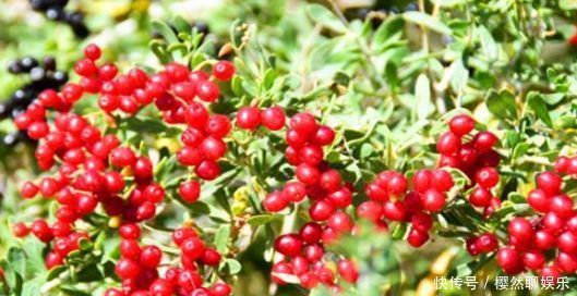 女人想要身体好,常吃以下食物,养护血管,排出毒素,越来越健康