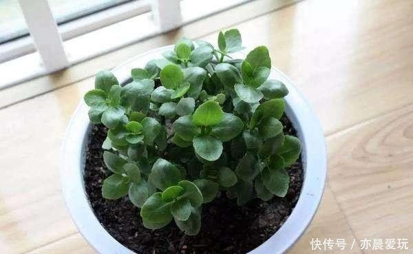 迎刃而解|长寿花不长花苞,那就用这招,问题迎刃而解