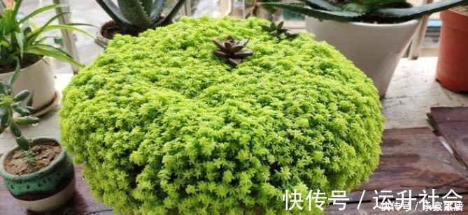 5种多肉植物能旺财,好看好养又不贵,不养几盆可惜了