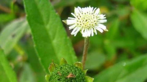 白发|地里一野草，名叫“墨旱莲”，能让白发变乌黑，样貌普通却很珍贵