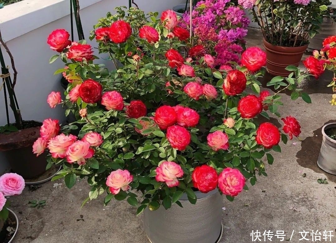 品种|100个月季品种，千姿百态，每个都很漂亮，图名并茂，值得收藏