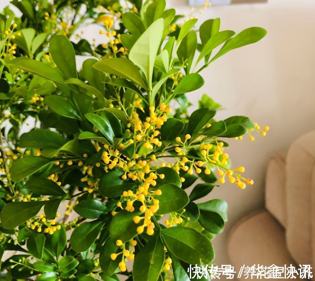 好多人|4种花不适合养在室内,扔在院子里日晒雨淋,反而长得更好