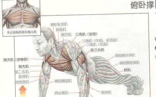 肱二头肌|每天做俯卧撑能增强手臂力量吗看完你就不觉得可惜了