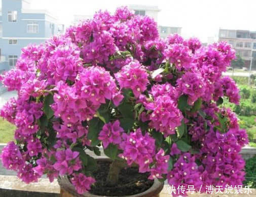 四季|家里就养这“4种花”,漂亮好养又便宜,四季开花不断,满屋飘香