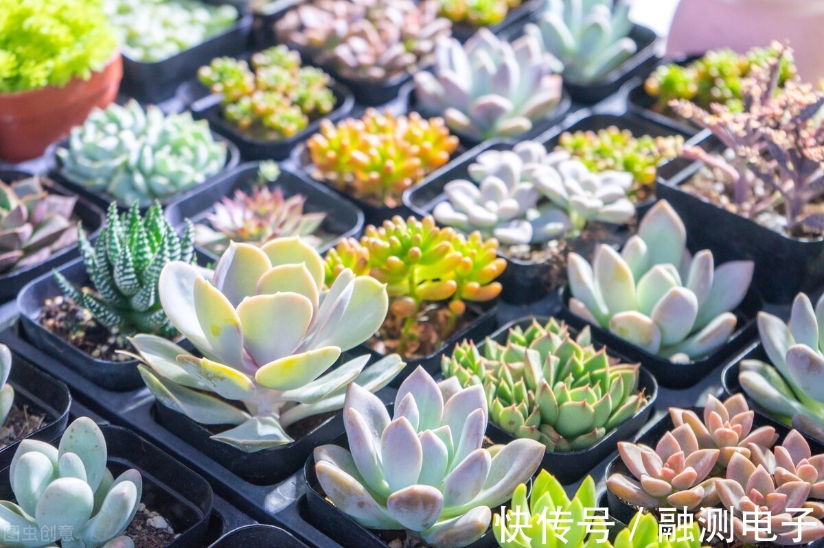 遮阳网|夏季种植多肉盆栽的注意事项