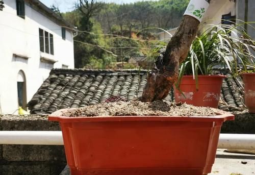 盆栽紫藤花的养殖方法