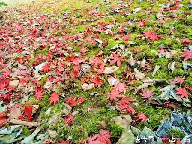 美景|「美景」东平国家森林公园迎来最佳赏叶季，错过还要等一年