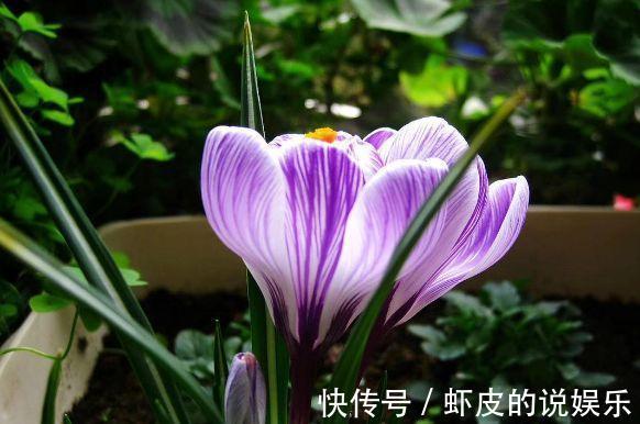 农历九月二十五霜降后,养什么花?以下3种花,生活如意阖家幸福