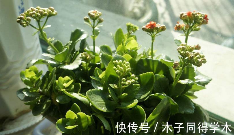 小技巧|养长寿花的3个小技巧，你全知道吗？每个达到的目的都不同