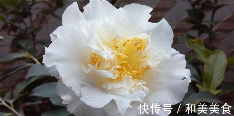 土壤|错用这几种土种茶花,难怪茶花老长不好,黄叶不开花!