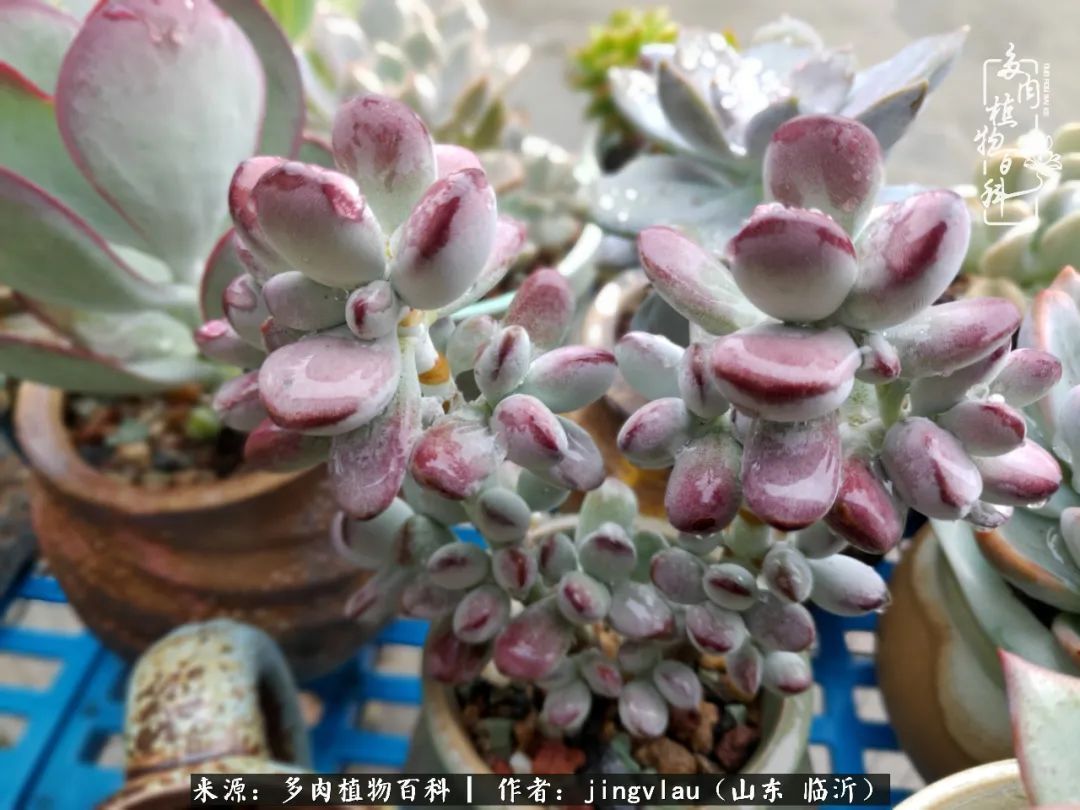 花月|多肉露养度夏,没遮阳没遮雨,有惊无险!