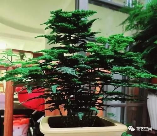 文竹叶片发黄,从这4点改善,叶子碧绿,气质更好!