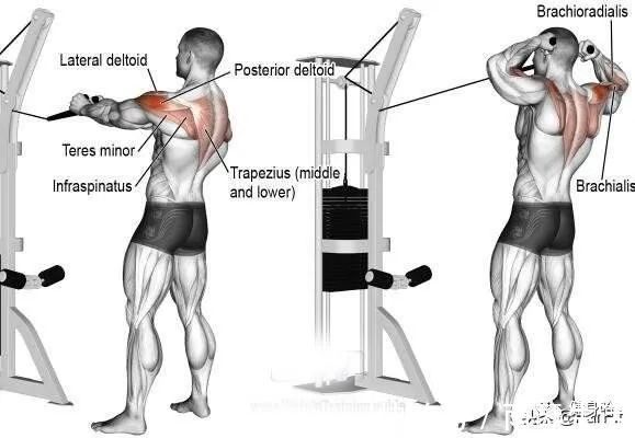 动作|绳索面拉,你到底拉向眼睛还是嘴巴练背还是练三角肌