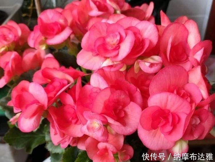 几款艳丽的花卉,漂亮又好闻,人见人爱,直接开成小花园