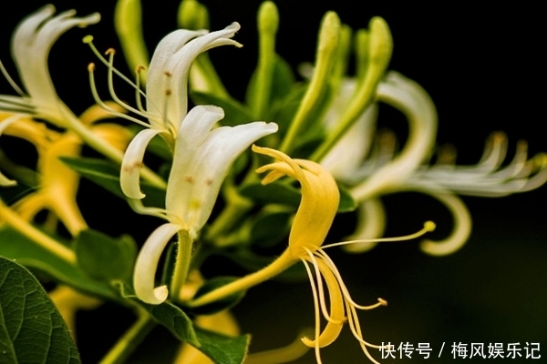 此花代表奉献与诚实的爱,全心全意的去爱,象征着无私的奉献