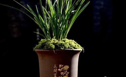 叶子|兰花叶子枯萎怎么办?教你5个妙招,新手兰友一定要知道