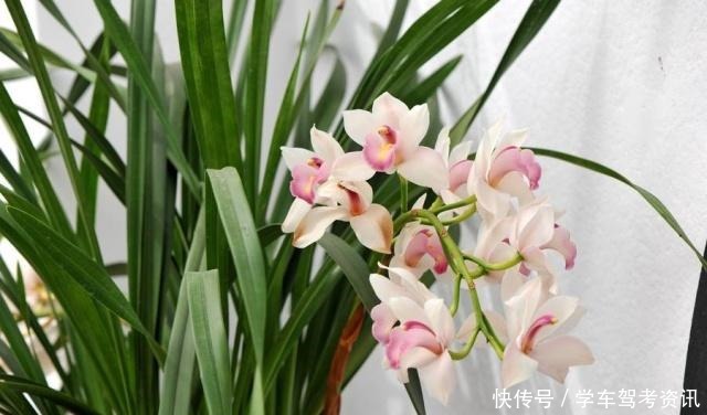 兰花怎样晒太阳，才能长得好又容易开花！