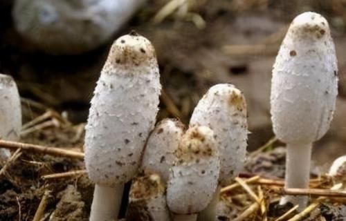 很有营养的食物，每天坚持吃一些，排毒养颜，滋润身体！