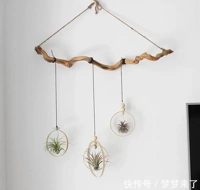 冬天|家里养几株空气凤梨,不用土也能活,漂亮又个性!