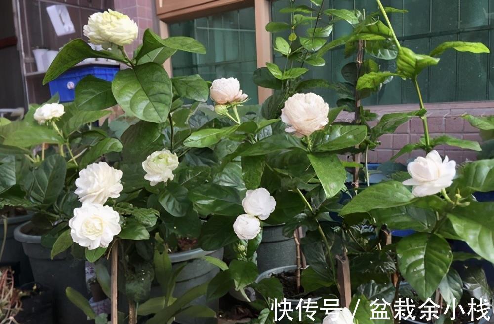 蕾丝|7种“香水花”,养一盆满屋生香,开花180天,好看又贵气