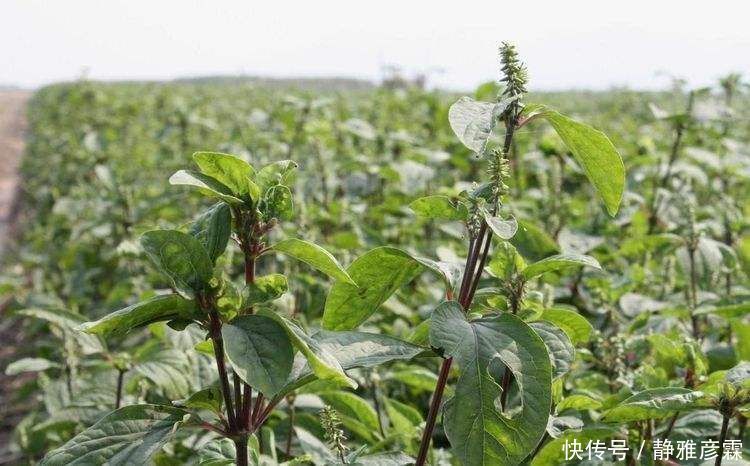 农村老人说吃此物“力大如牛”,农村常见,年轻人有需求却不认识