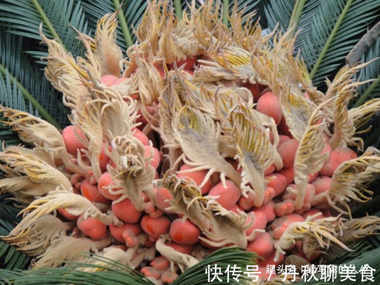 感冒|十个娃娃九个爱咳嗽,常吃此野果,不咳嗽了,感冒离得远远的!