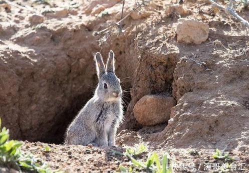 生蚝|这些美味在当地泛滥成灾,在我国却价格不菲,需要人工饲养
